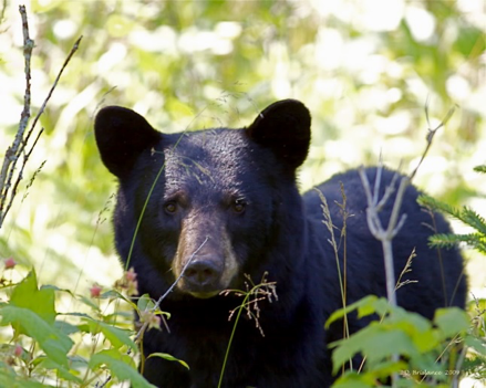 Cultural Traditions of Native American Hunting & Gathering