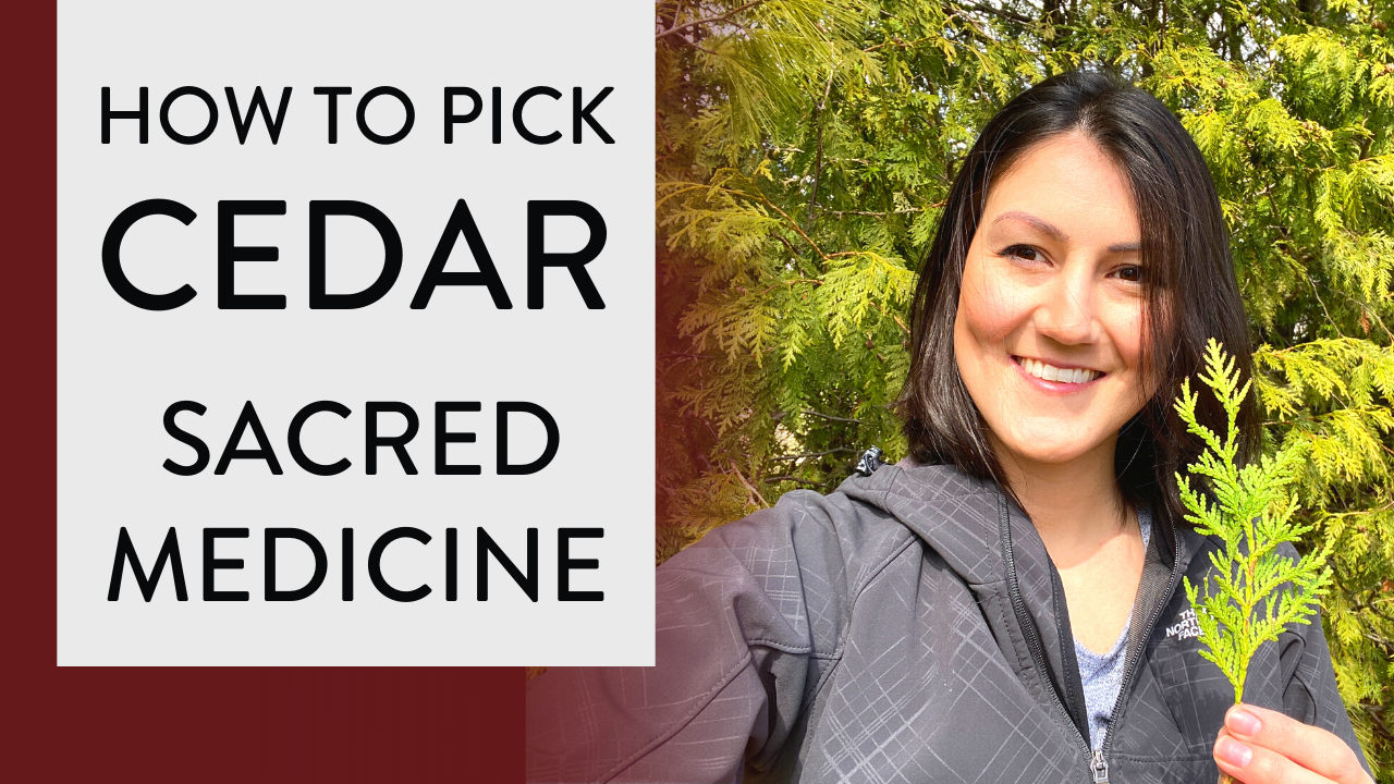 How to Pick CEDAR MEDICINE 🌲(Gathering CEDAR Medicine from Cedar Tree)