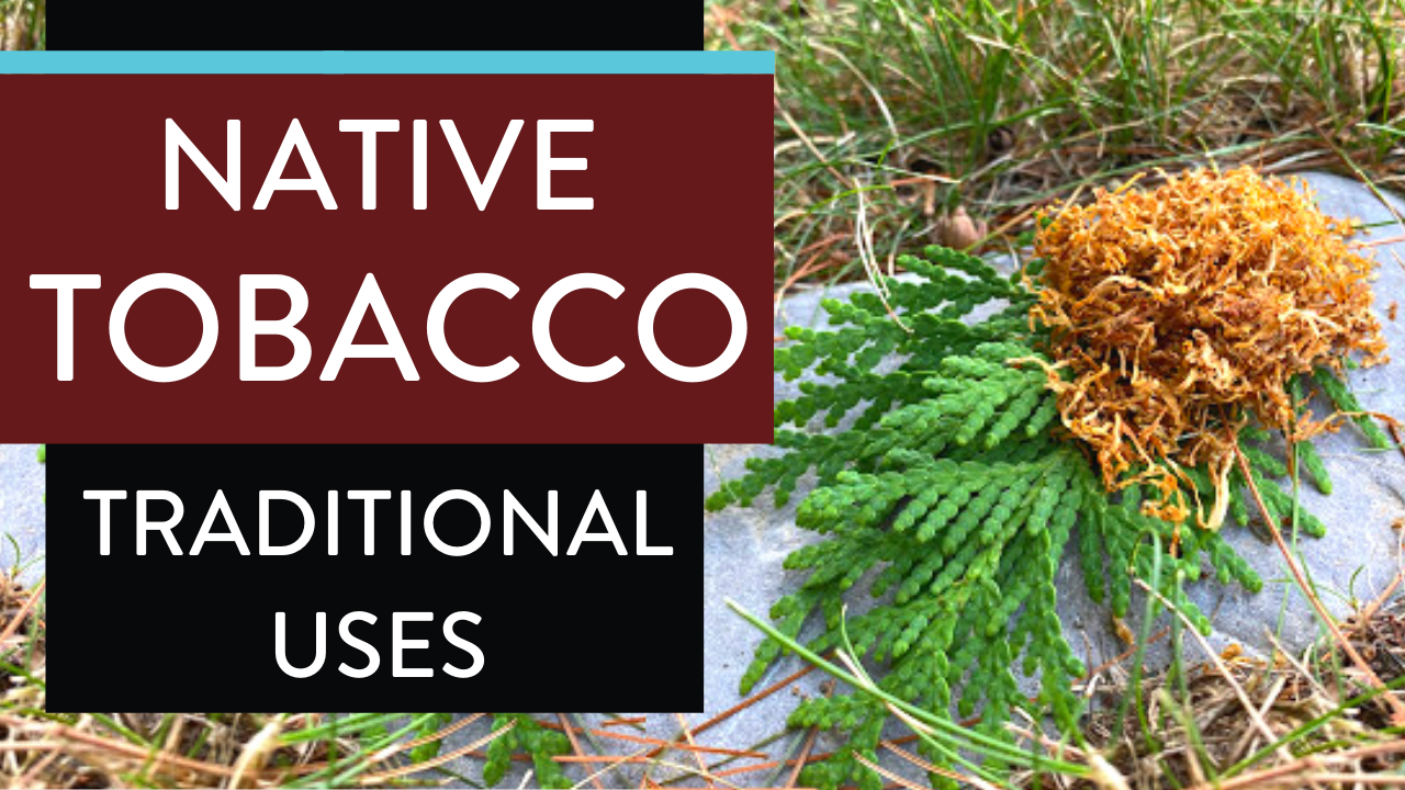 Native Tobacco - Traditional Uses of Tobacco Sacred Medicine