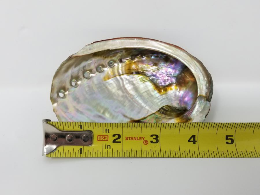 Abalone Shell 4-5"